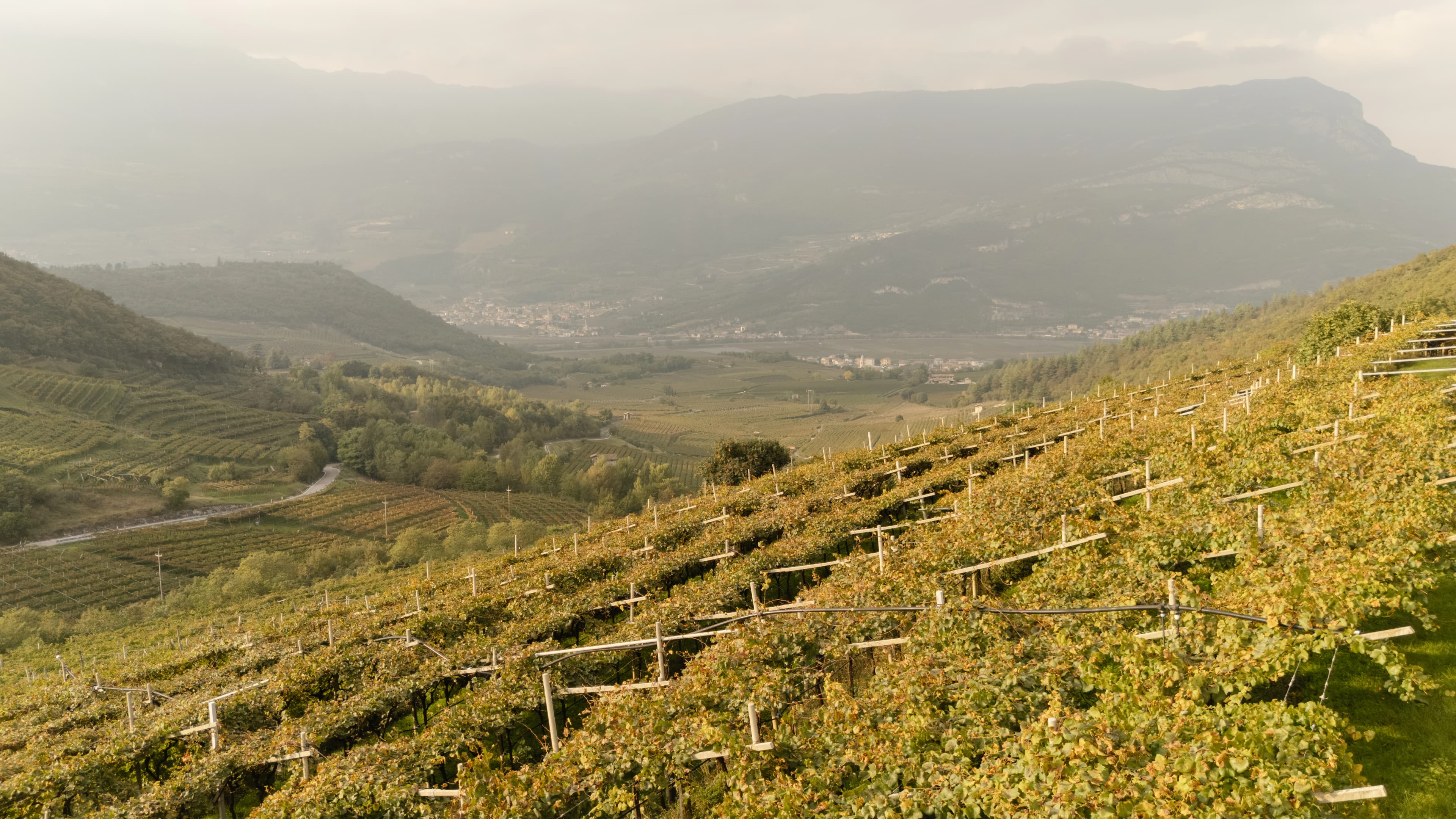 Spumante Saltarius Trento DOC di Scrinzi